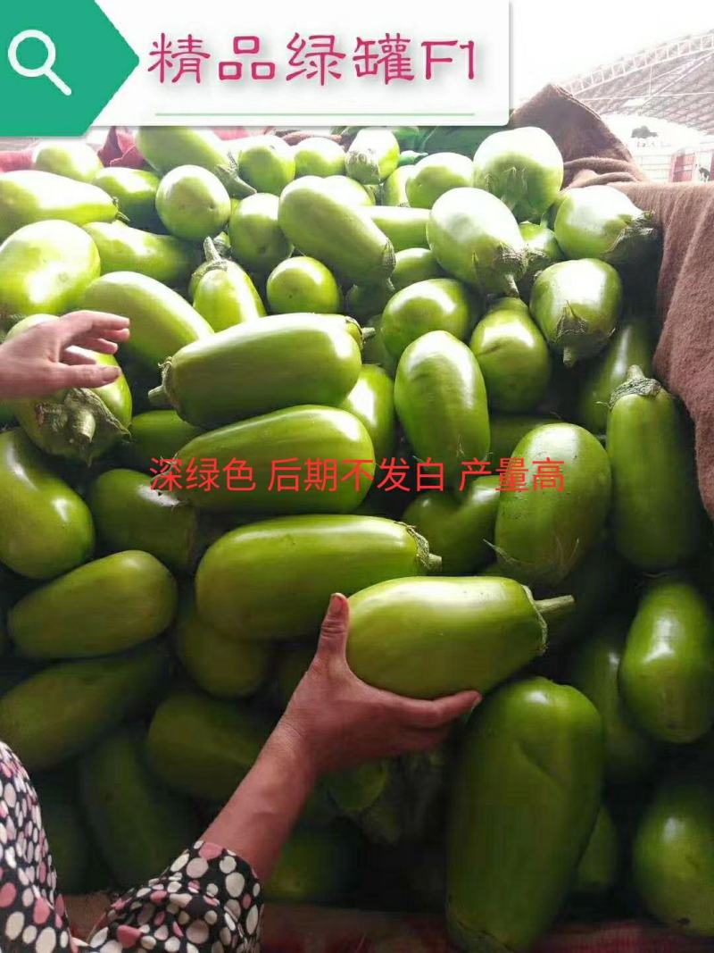嫁接烧烤茄苗紫把绿把嫁接长茄苗青茄子苗