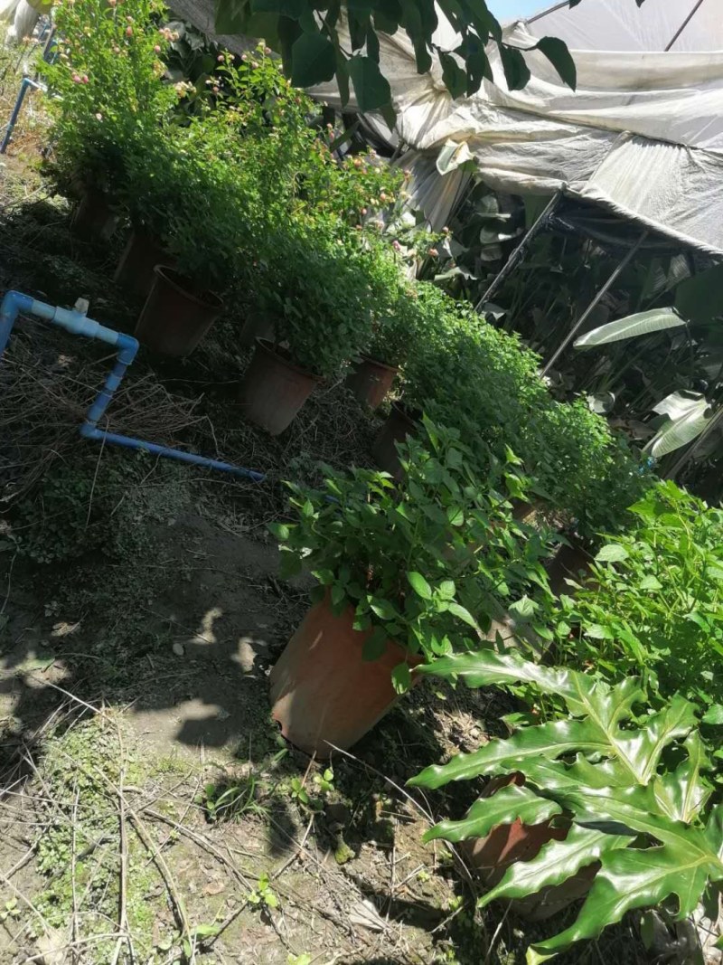 五色梅双色杯加伦杯小杯，高度10-40公分。