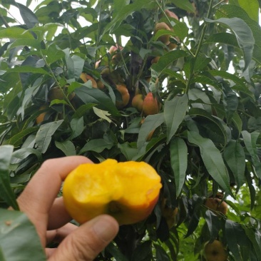 风味皇后油桃苗油蟠7桃苗油蟠7-7桃苗结果纽扣桃苗
