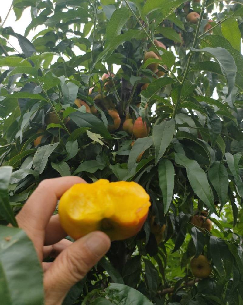 风味皇后油桃苗油蟠7桃苗油蟠7-7桃苗结果纽扣桃苗