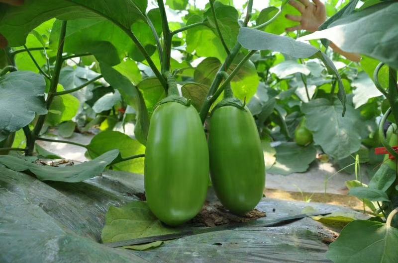 茄子苗嫁接青茄子苗精品绿罐产量高抗病