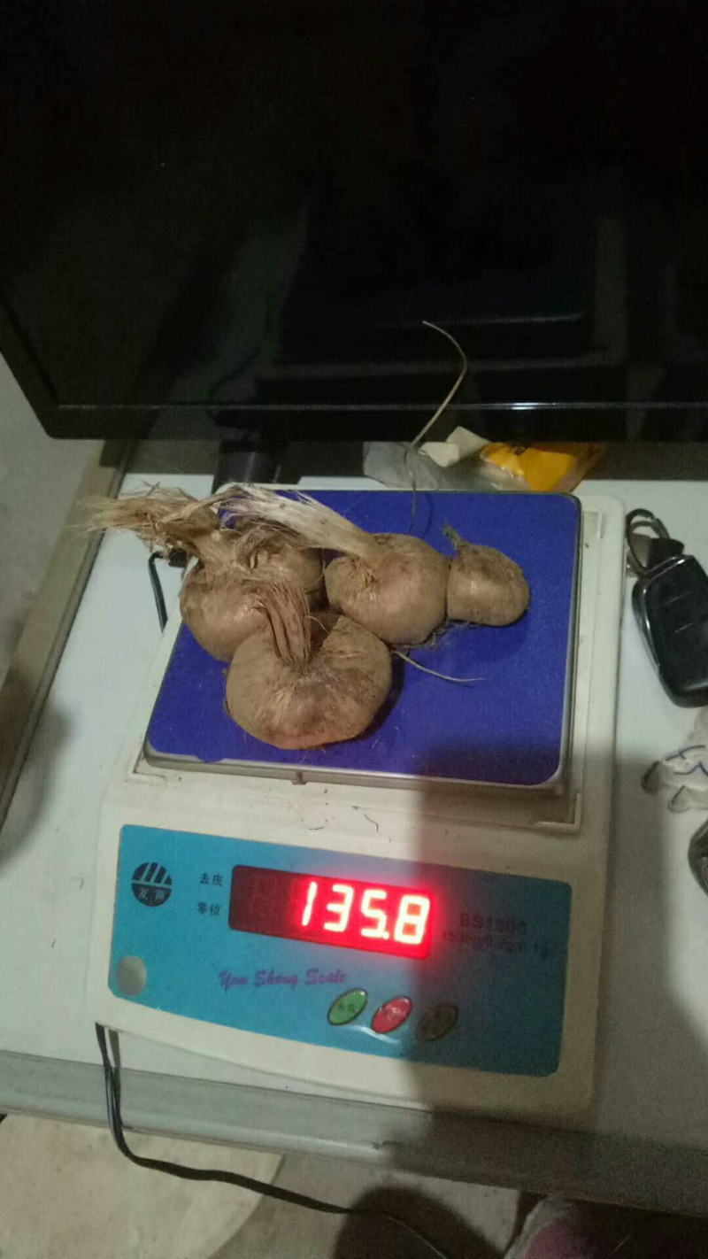 藏红花种球、基地直发、自产自发、量大从优