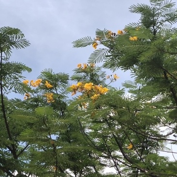 黄花凤凰木