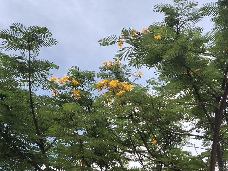 黄花凤凰木