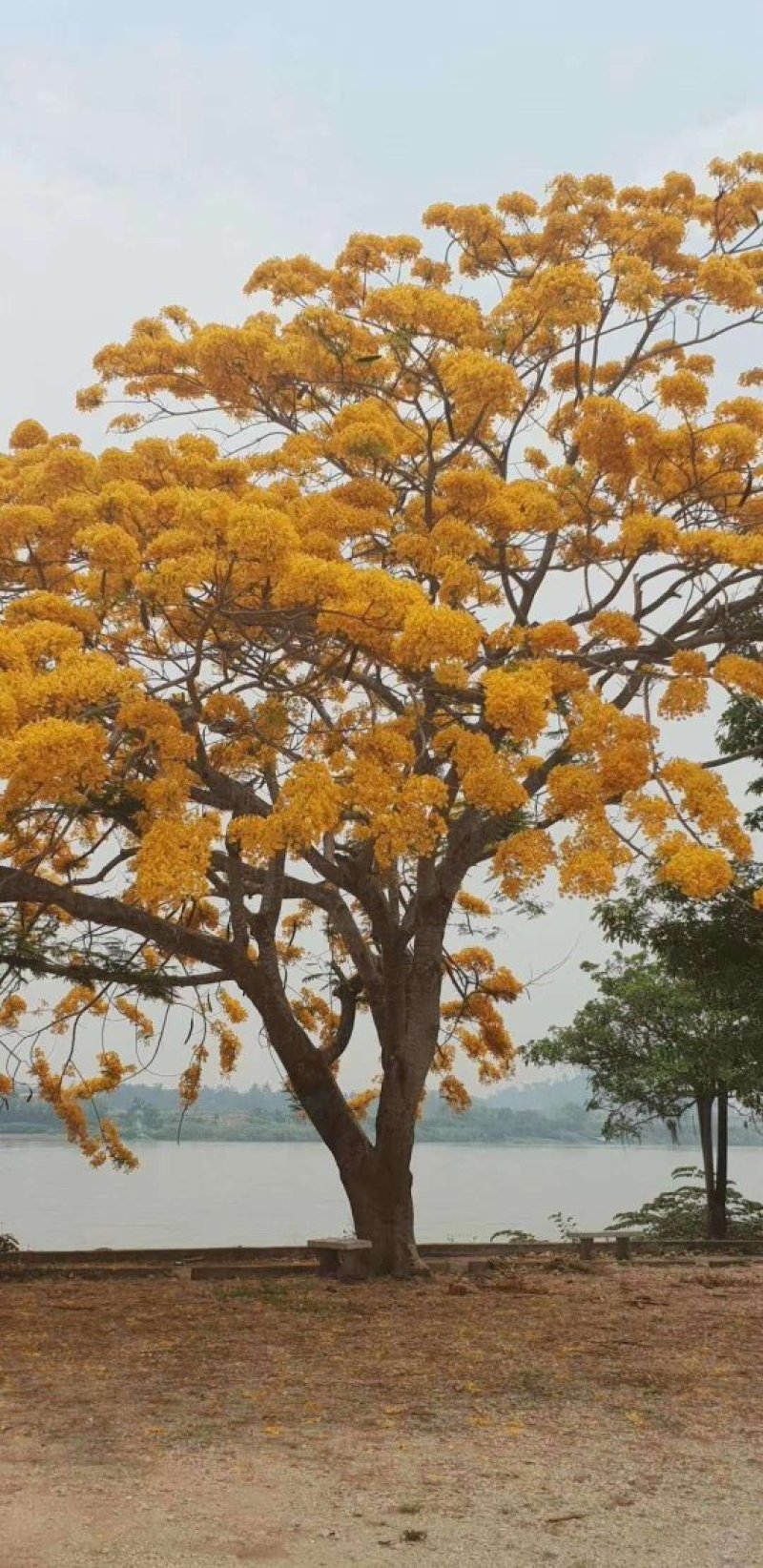 黄花凤凰木