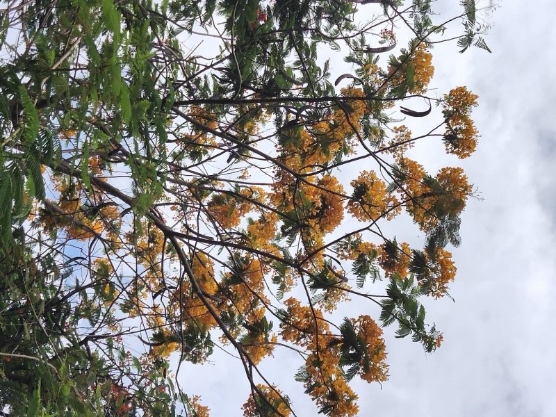 黄花凤凰木