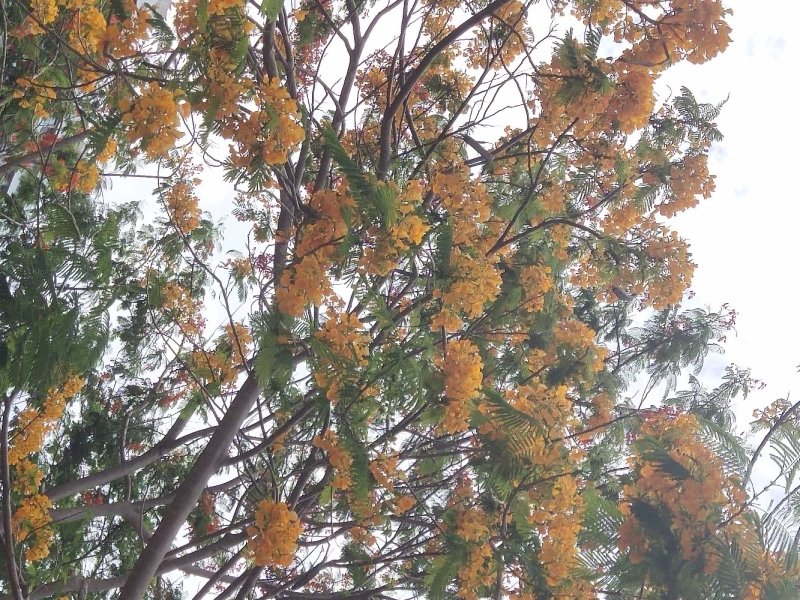 黄花凤凰木