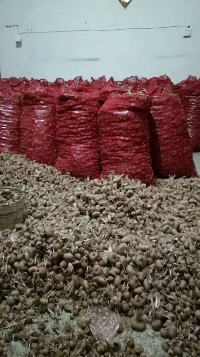 藏红花种球、基地直发、自产自发、量大从优
