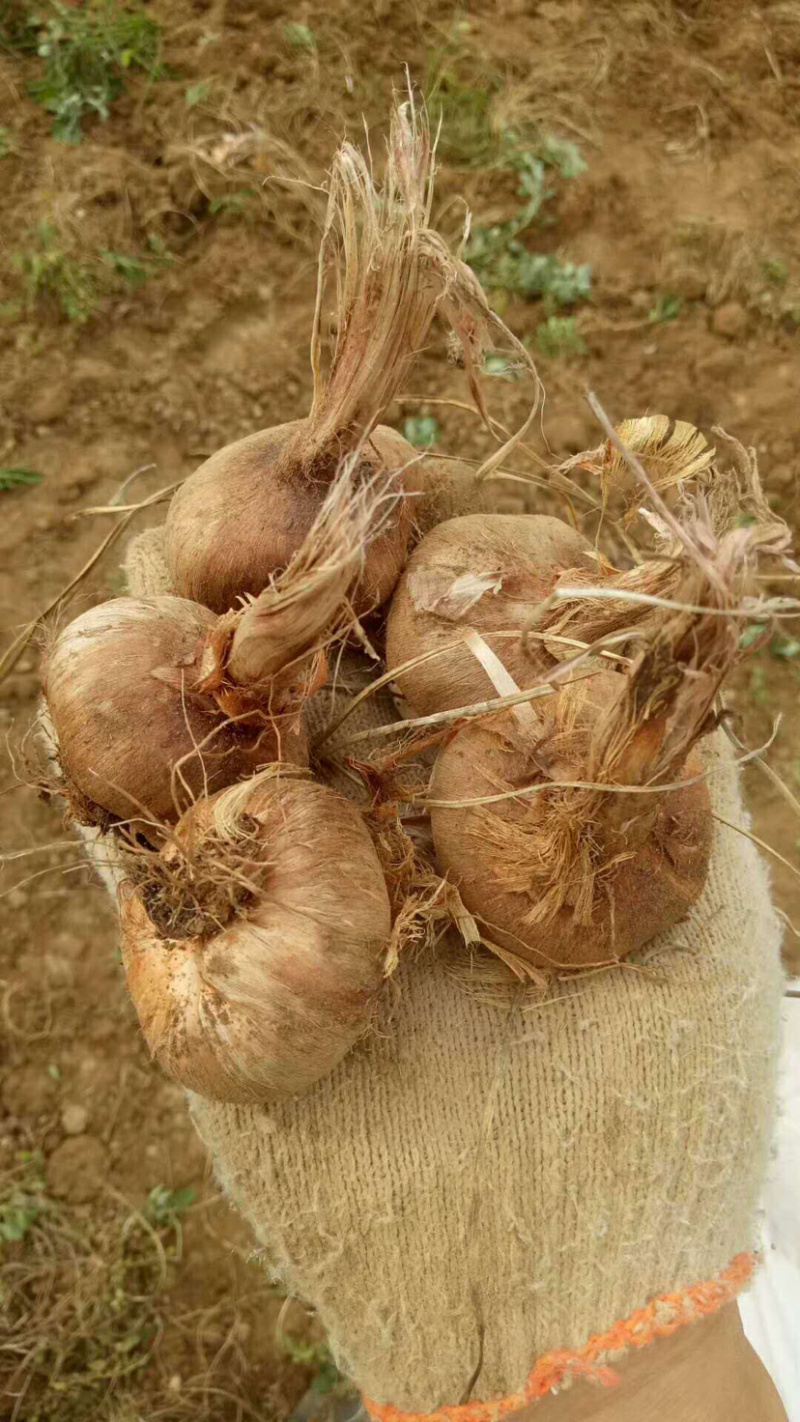 藏红花种球、基地直发、自产自发、量大从优