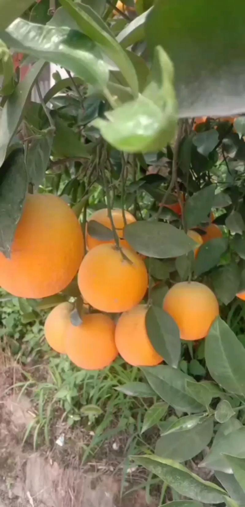 阿甘果业湖北橙子夏橙秭归夏橙产地批发对接全国市场