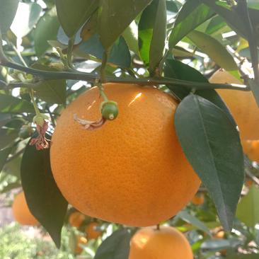 阿甘果业湖北橙子夏橙秭归夏橙产地批发对接全国市场