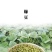 绿豆5斤东北小绿豆新鲜绿豆发豆芽散装绿豆精品绿豆罐装绿