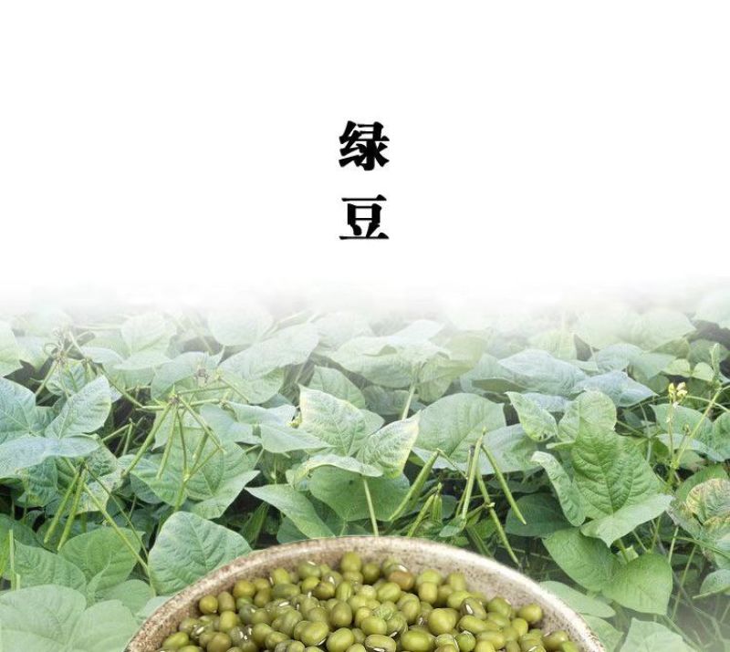 绿豆5斤东北小绿豆新鲜绿豆发豆芽散装绿豆精品绿豆罐装绿