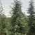 【优质】雪松1-10米，成活率高，产地直销，欢迎选购！