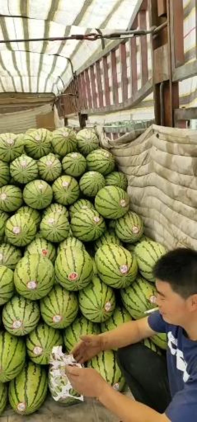 ，，金花一号西瓜，，已经上市上市了，欢迎新老顾客前来选购