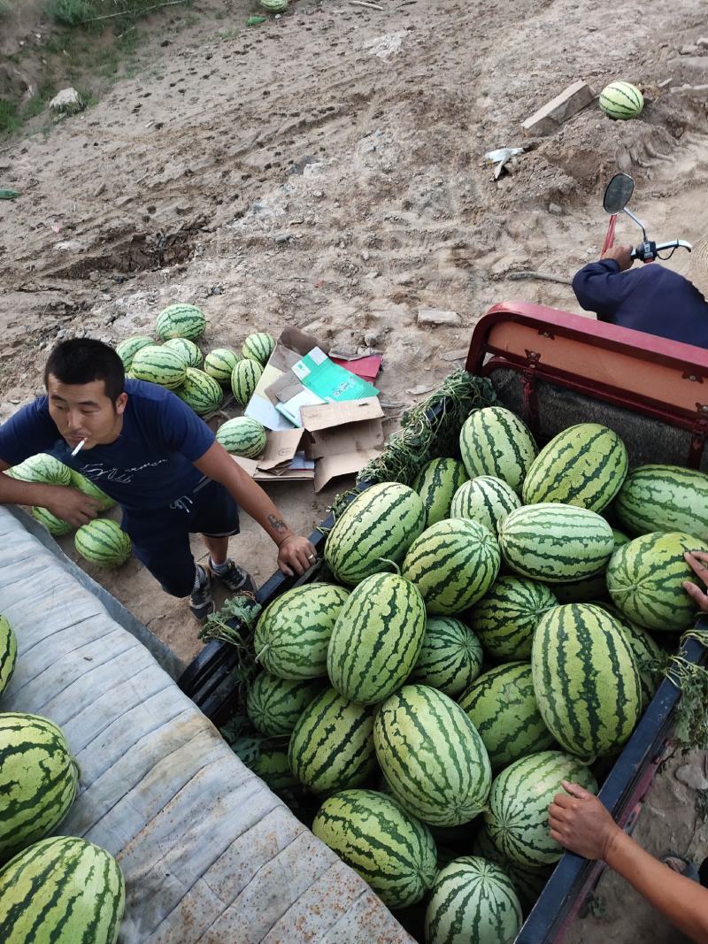 ，，金花一号西瓜，，已经上市上市了，欢迎新老顾客前来选购