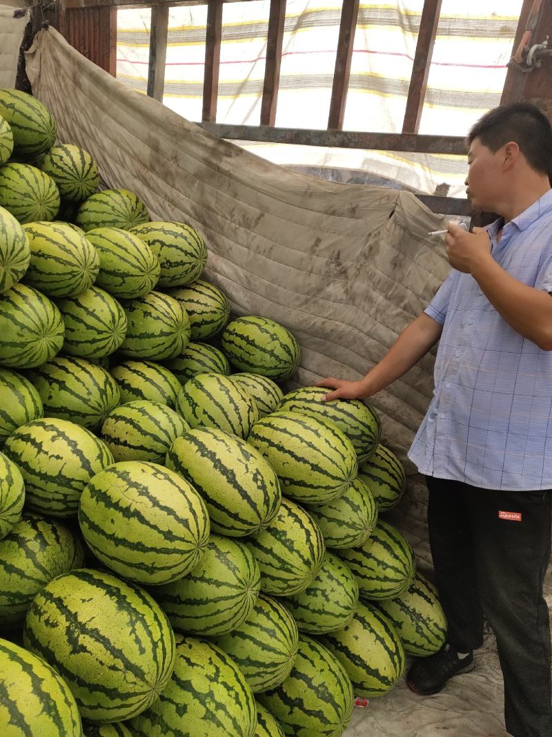 ，，金花一号西瓜，，已经上市上市了，欢迎新老顾客前来选购