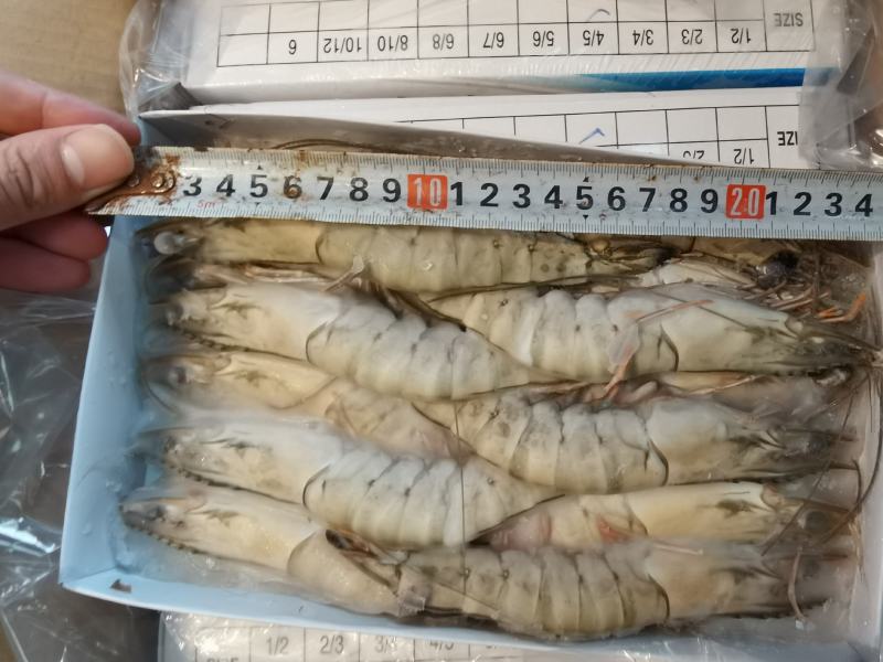 越南草虾6盒装650克净重