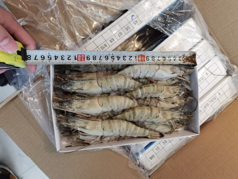 越南草虾6盒装650克净重
