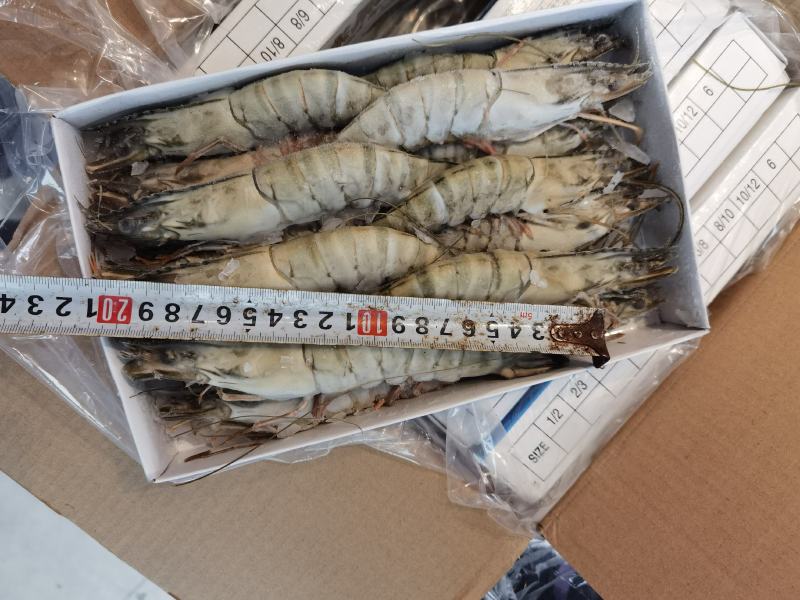 越南草虾6盒装650克净重