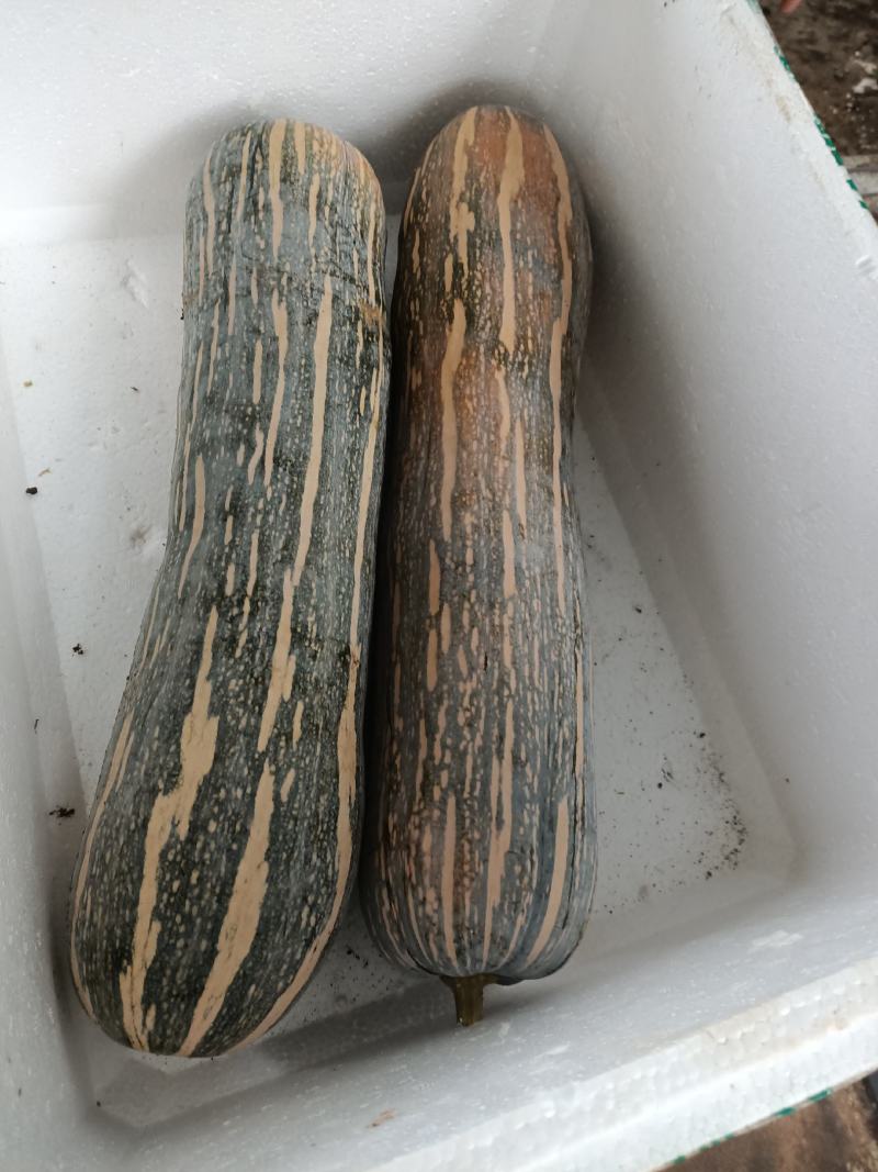健美密本南瓜，自己基地，种植面积大