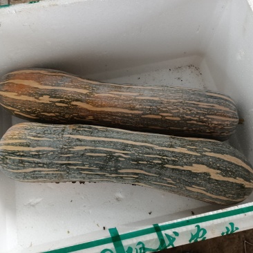 健美密本南瓜，自己基地，种植面积大