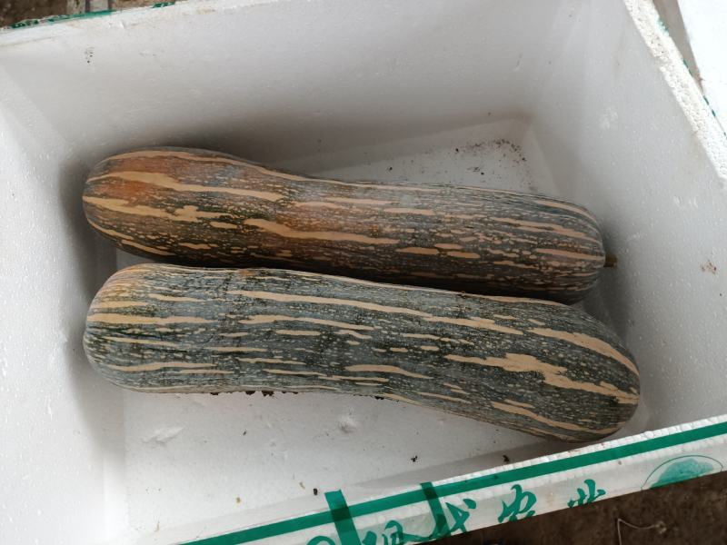 健美密本南瓜，自己基地，种植面积大