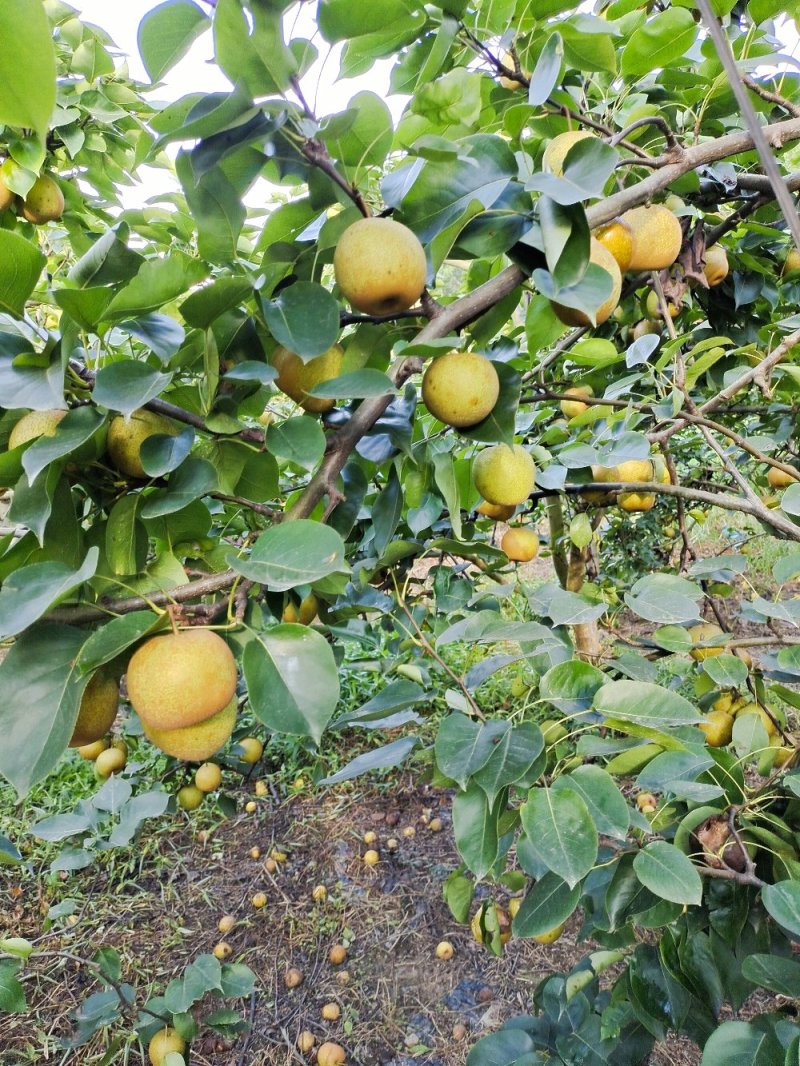 桂花梨