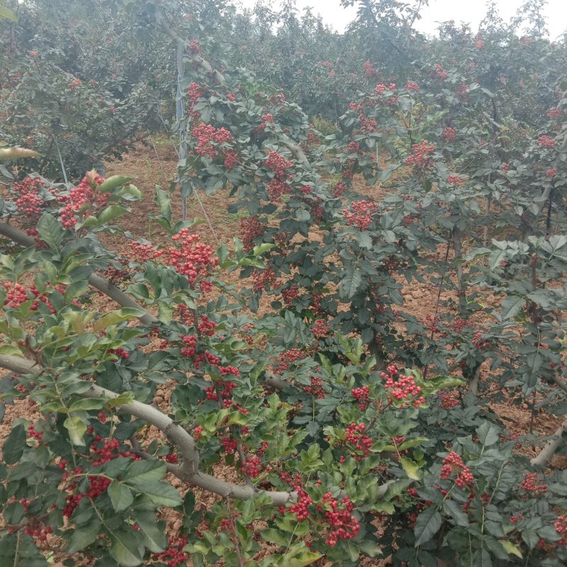 陕西大红袍花椒色红味麻无杂质特级