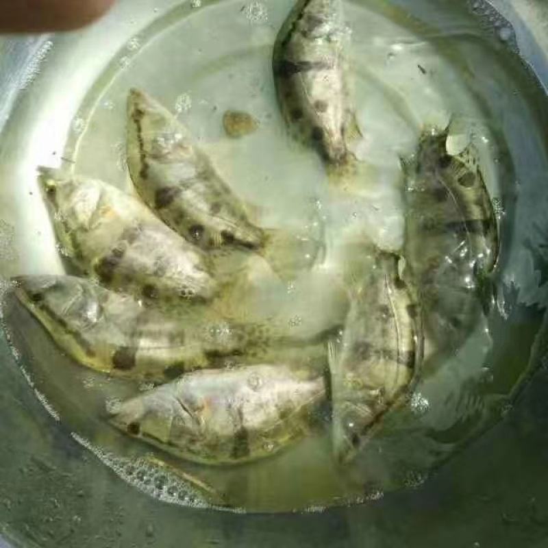【桂花鱼苗】，杂交桂花鱼苗，，鳜鱼苗，场地直销，