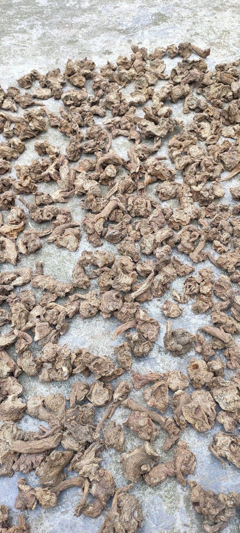 升麻野生升麻干货(片)鲜货大量有货