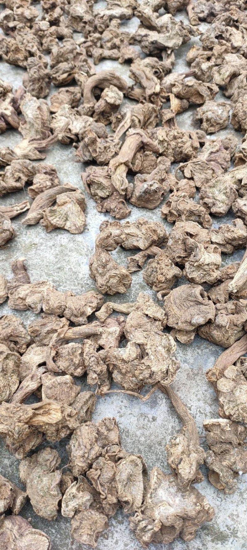 升麻野生升麻干货(片)鲜货大量有货