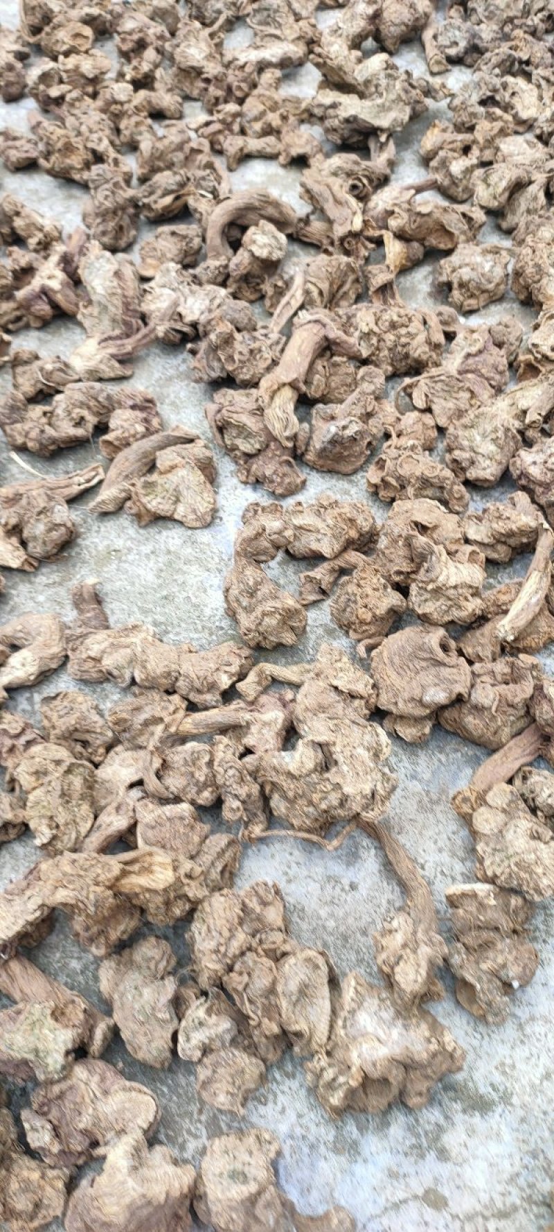 升麻野生升麻干货(片)鲜货大量有货
