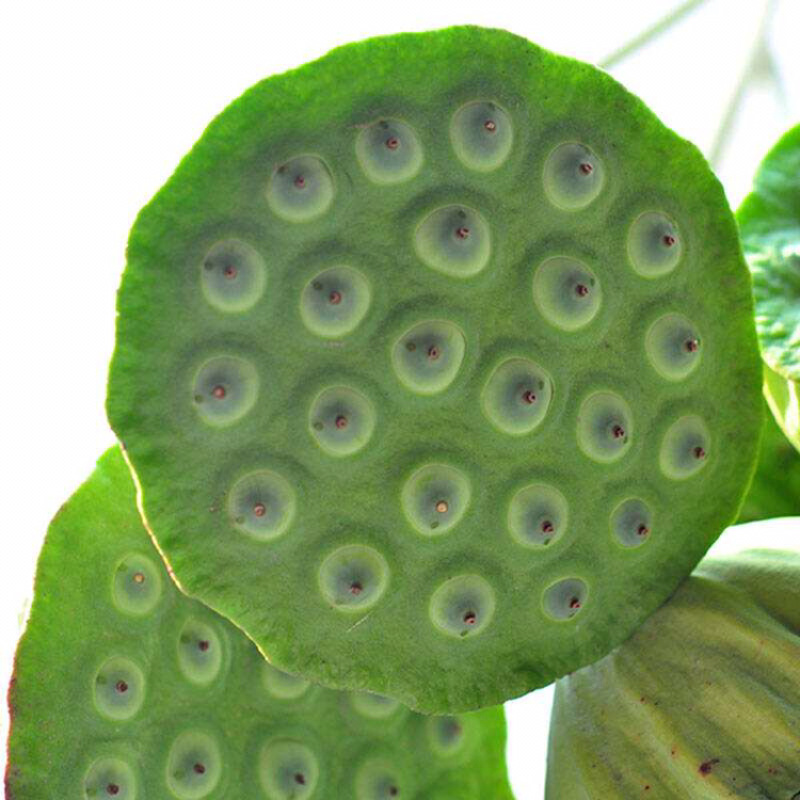 鲜莲蓬