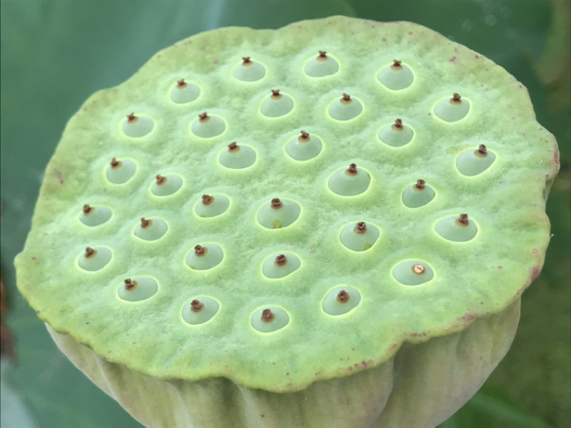 鲜莲蓬