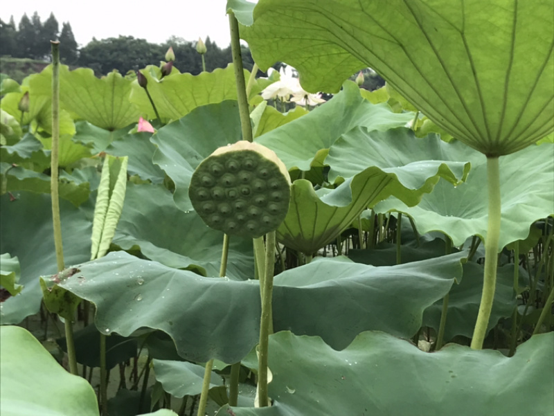 鲜莲蓬