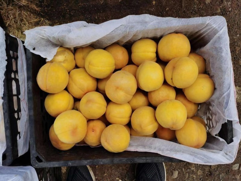 【精品油潘桃】陕西基地直供质量保证一手货源欢迎订购