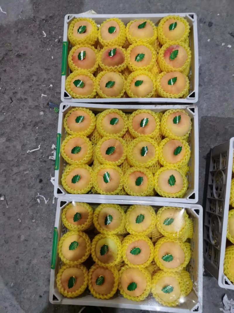 【精品油潘桃】陕西基地直供质量保证一手货源欢迎订购