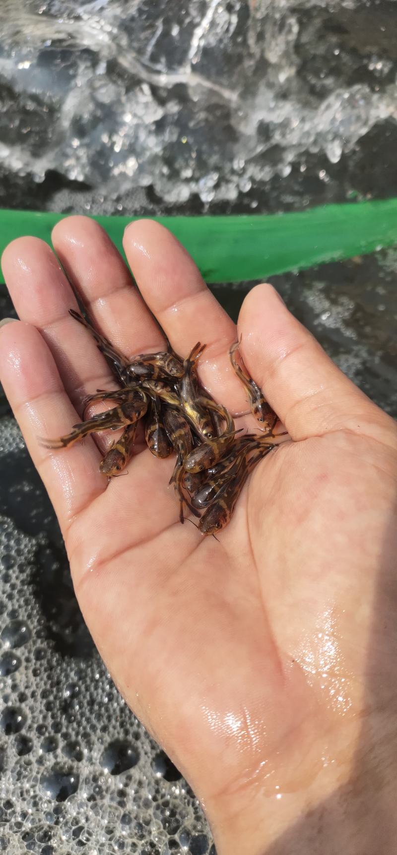【黄骨鱼苗】，黄桑鱼苗，头批新苗，场地直销