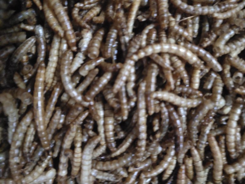 黄粉虫黄粉虫卵黄粉虫干鲜活黄粉虫面包鱼饲料鱼食家直销