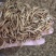 黄粉虫黄粉虫卵黄粉虫干鲜活黄粉虫面包鱼饲料鱼食家直销