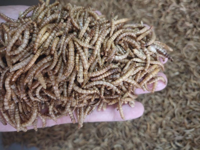 黄粉虫黄粉虫卵黄粉虫干鲜活黄粉虫面包鱼饲料鱼食家直销