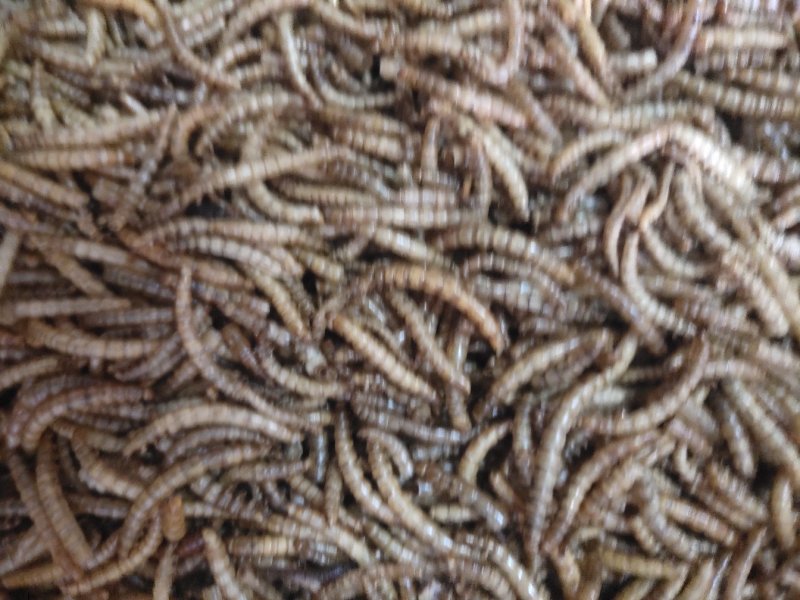 黄粉虫黄粉虫卵黄粉虫干鲜活黄粉虫面包鱼饲料鱼食家直销