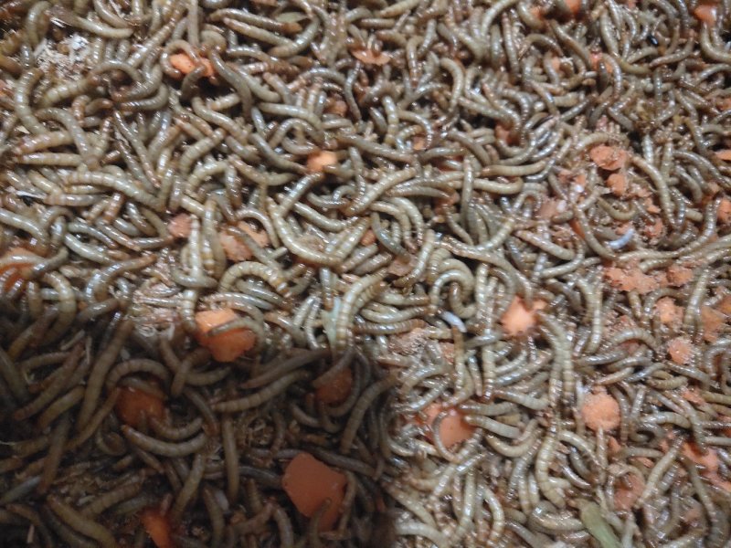 黄粉虫黄粉虫卵黄粉虫干鲜活黄粉虫面包鱼饲料鱼食家直销