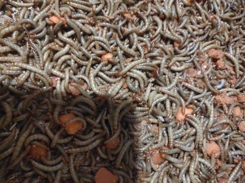 黄粉虫黄粉虫卵黄粉虫干鲜活黄粉虫面包鱼饲料鱼食家直销