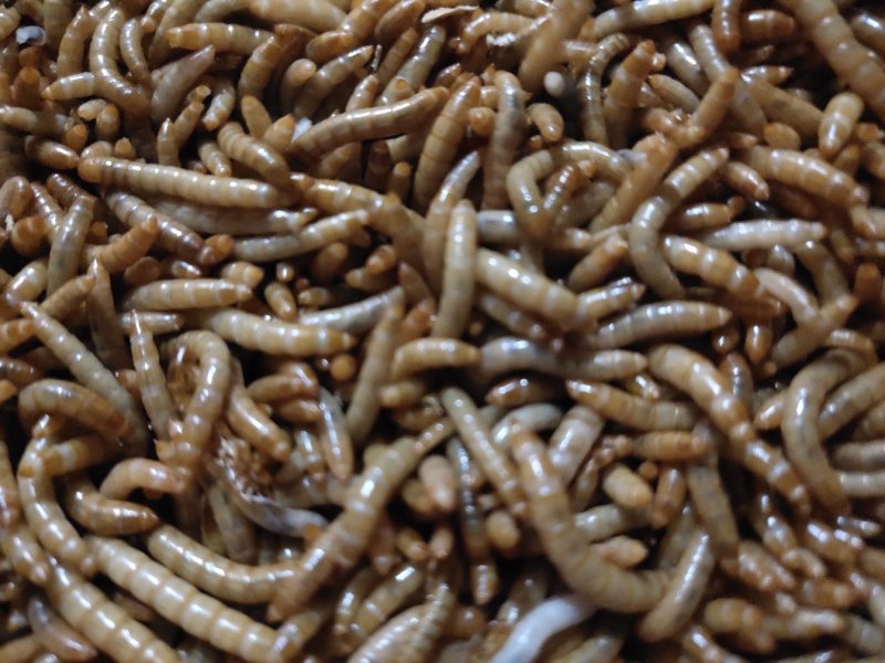 黄粉虫黄粉虫卵黄粉虫干鲜活黄粉虫面包鱼饲料鱼食家直销