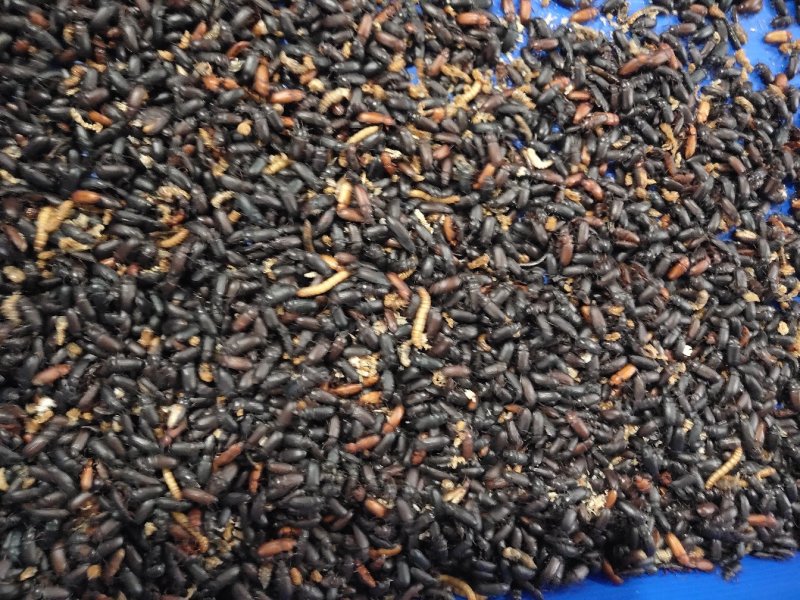 黄粉虫黄粉虫卵黄粉虫干鲜活黄粉虫面包鱼饲料鱼食家直销