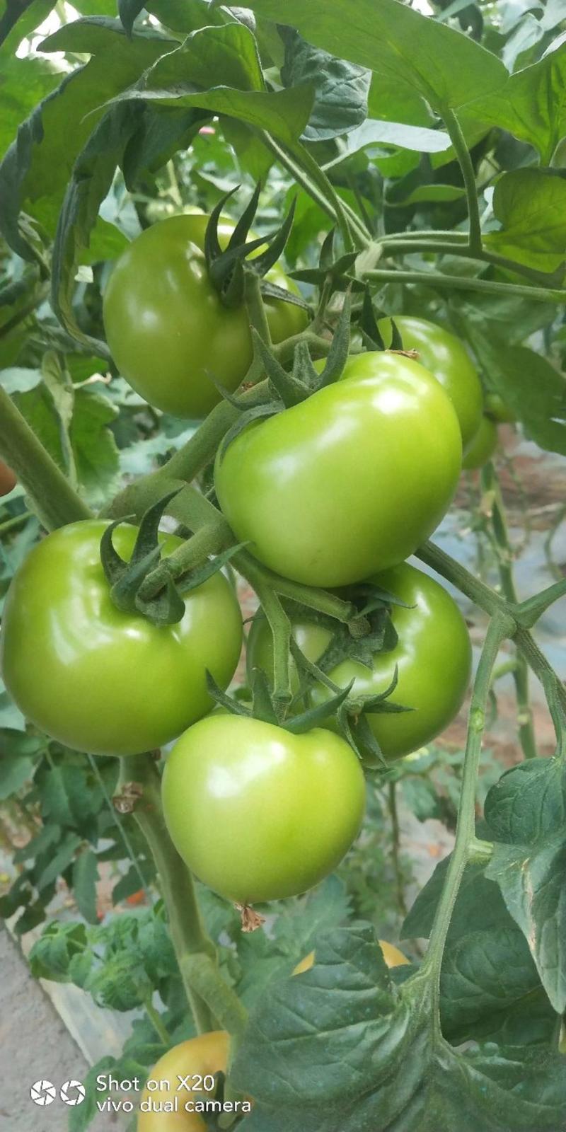 番茄苗（大红番茄，嫁接苗实生苗）抗性较好，产量高。