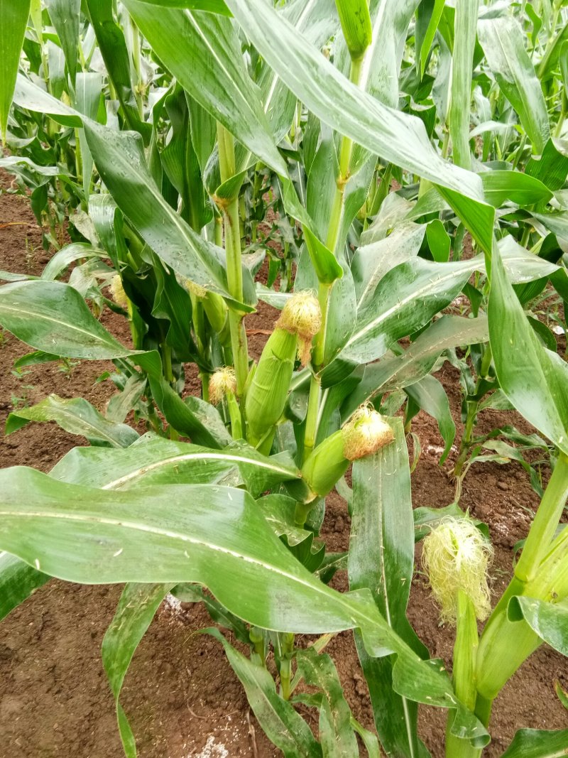 四川黄甜玉米，太阳花。清秀大个饱满无虫！基地直销