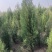 侧柏，侧柏，侧柏，1.5到2.5米，侧柏基地